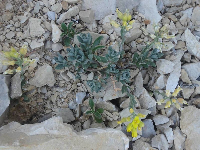 Alyssum flexicaule, photographed by Ben Costamagna