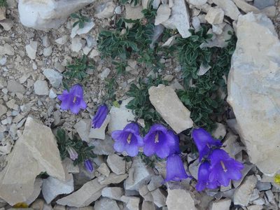 Campanula alpestris, photographed by Ben Costamagna