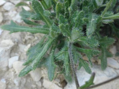 Biscutella brevicaulis, photographed by Ben Costamagna