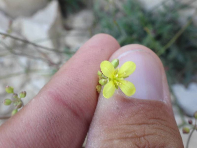 Biscutella brevicaulis, photographed by Ben Costamagna
