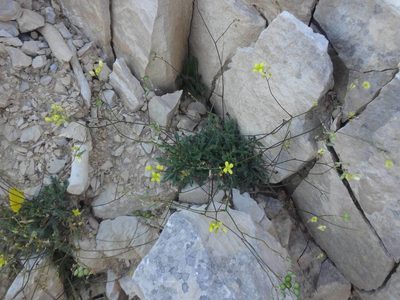Biscutella brevicaulis, photographed by Ben Costamagna
