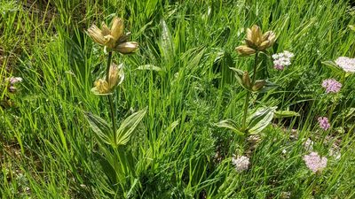 Gentiana punctata, photographed by Philipp
