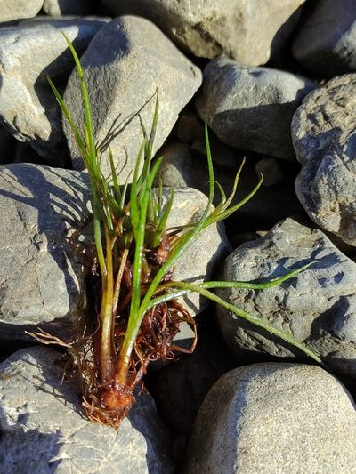 Isoetes alpina, photographed by Jenny Saito
