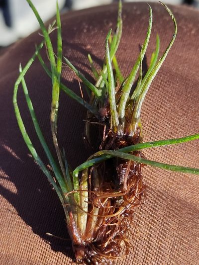 Isoetes alpina, photographed by Jenny Saito
