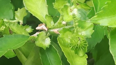 Acalypha siamensis, photographed by Ong Jyh Seng