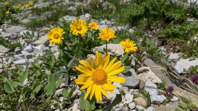 Doronicum grandiflorum, photographed by Philipp