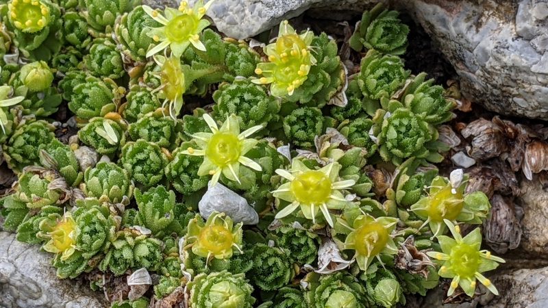 Saxifraga aphylla, photographed by Philipp