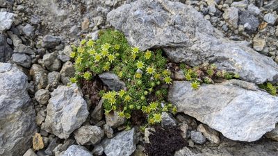 Saxifraga aphylla, photographed by Philipp