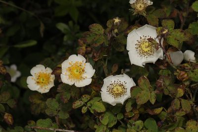 Rosa arvensis, photographed by Stephen James McWilliam
