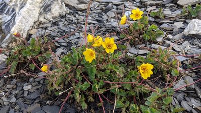 Geum reptans, photographed by Philipp