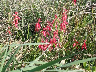 Lachenalia bulbifera, photographed by Arnim Littek