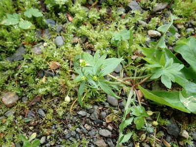 Ranunculus uncinatus, photographed by Ellyne Geurts