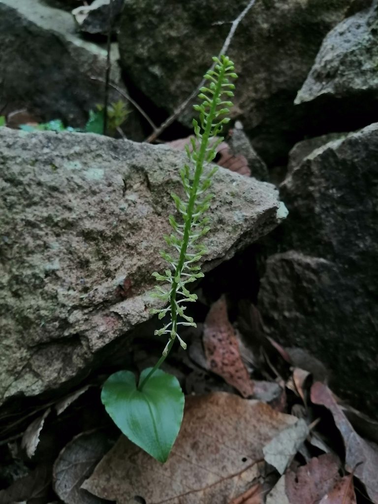 Malaxis maianthemifolia, photographed by Erick Vélez Sánchez
