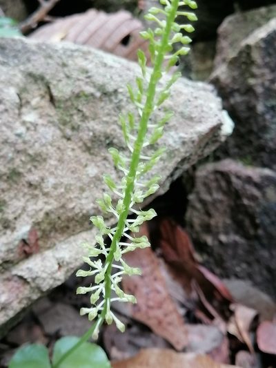 Malaxis maianthemifolia, photographed by Erick Vélez Sánchez