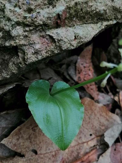 Malaxis maianthemifolia, photographed by Erick Vélez Sánchez