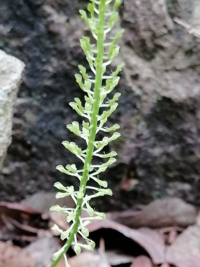 Malaxis maianthemifolia, photographed by Erick Vélez Sánchez