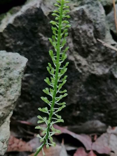Malaxis maianthemifolia, photographed by Erick Vélez Sánchez