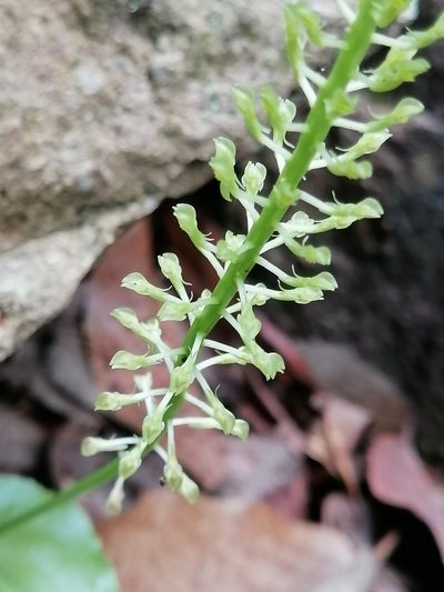 Malaxis maianthemifolia, photographed by Erick Vélez Sánchez