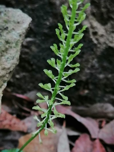 Malaxis maianthemifolia, photographed by Erick Vélez Sánchez