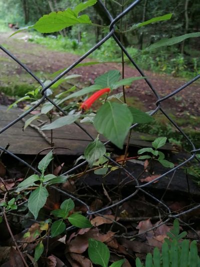 Cuphea bustamanta, photographed by Erick Vélez Sánchez