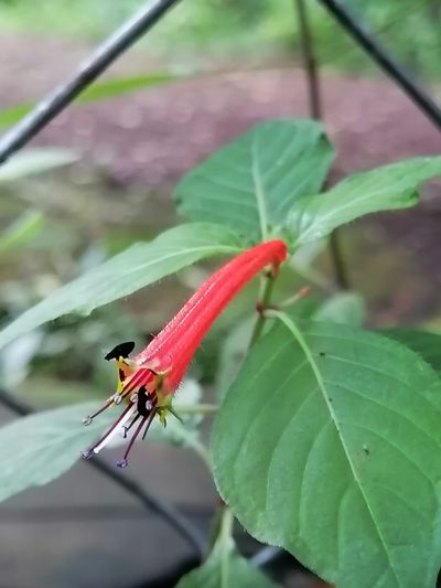 Cuphea bustamanta, photographed by Erick Vélez Sánchez
