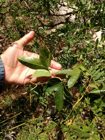 Passiflora hibiscifolia, photographed by Diana Fuentes