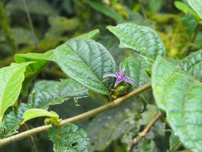 Lycianthes sanctaeclarae, photographed by Lena Struwe