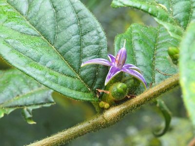 Lycianthes sanctaeclarae, photographed by Lena Struwe