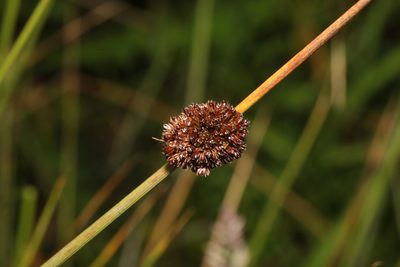 Juncus conglomeratus, photographed by Stephen James McWilliam