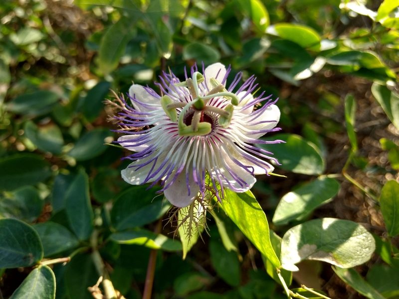 Passiflora hibiscifolia, photographed by Diana Fuentes