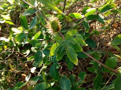 Passiflora hibiscifolia, photographed by Diana Fuentes