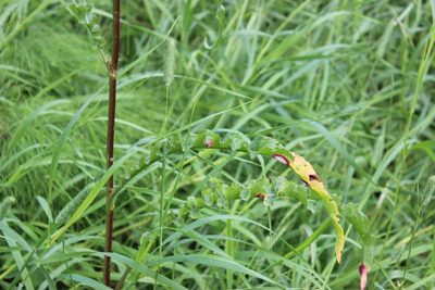 Rumex pseudonatronatus, photographed by Tatiana Strus