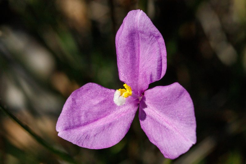Patersonia juncea, photographed by Cal Wood