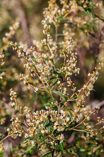 Trymalium ledifolium, photographed by Cal Wood