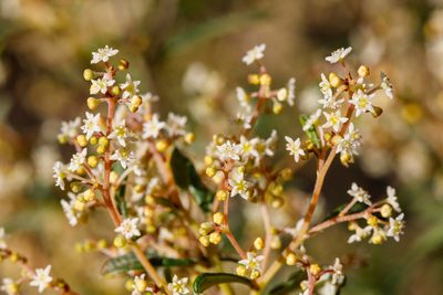 Trymalium ledifolium, photographed by Cal Wood