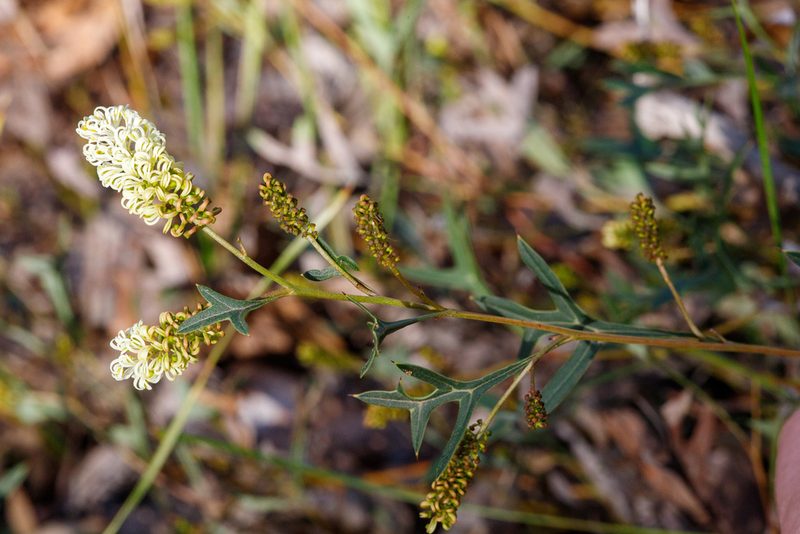Grevillea synapheae, photographed by Cal Wood