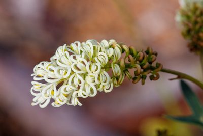 Grevillea synapheae, photographed by Cal Wood