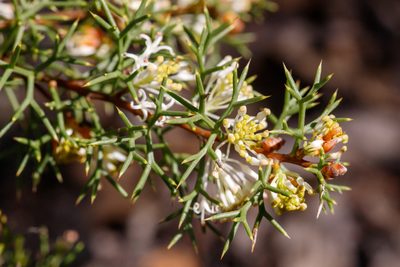 Hakea lissocarpha, photographed by Cal Wood
