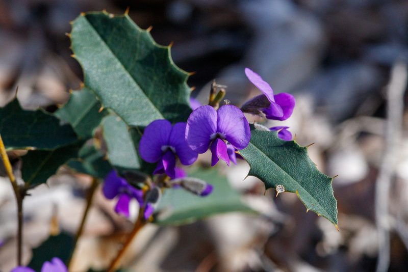 Hovea chorizemifolia, photographed by Cal Wood