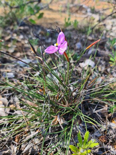 Patersonia juncea, photographed by Cal Wood