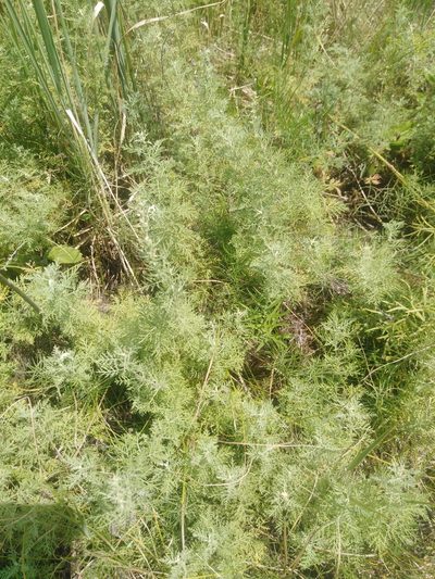 Artemisia pontica, photographed by Татьяна Горбушина