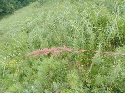 Rumex pseudonatronatus, photographed by Татьяна Горбушина