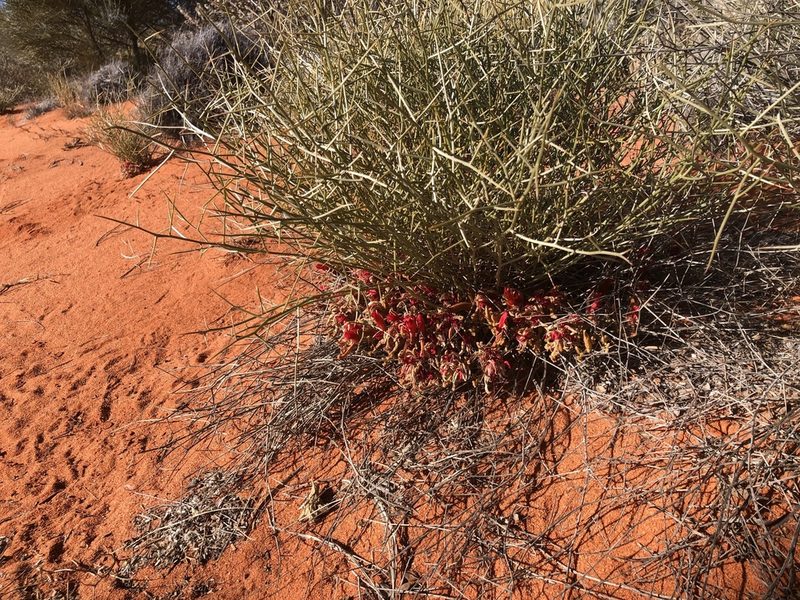 Leptosema chambersii, photographed by Connor Margetts
