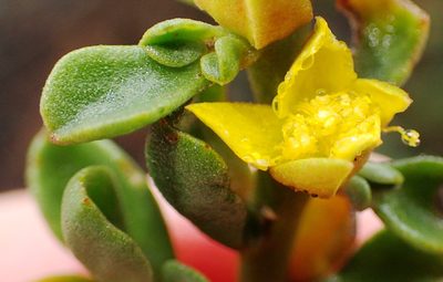Aizoon rigidum, photographed by Nicola van Berkel