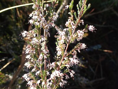 Erica fuscescens, photographed by Di Turner