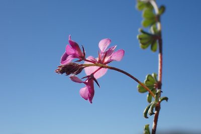 Indigofera outeniquensis, photographed by Di Turner