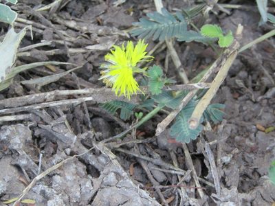 Neptunia plena, photographed by Breno Figueiredo