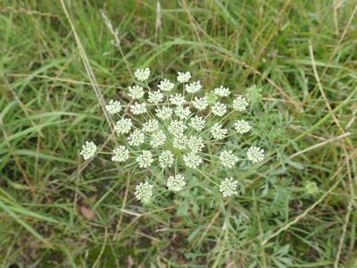 Ammi majus, photographed by Matteo Marcandella