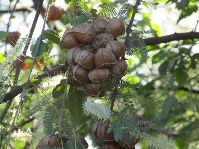 Cardiospermum corindum, photographed by Breno Figueiredo