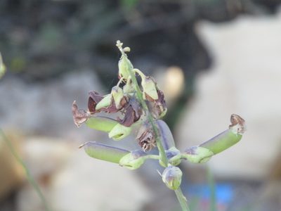 Crotalaria retusa, photographed by Breno Figueiredo